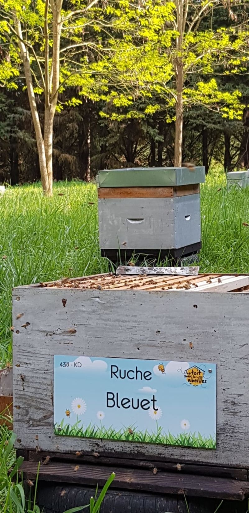 La ruche Bleuet