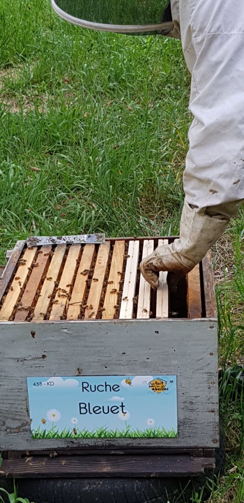 La ruche Bleuet
