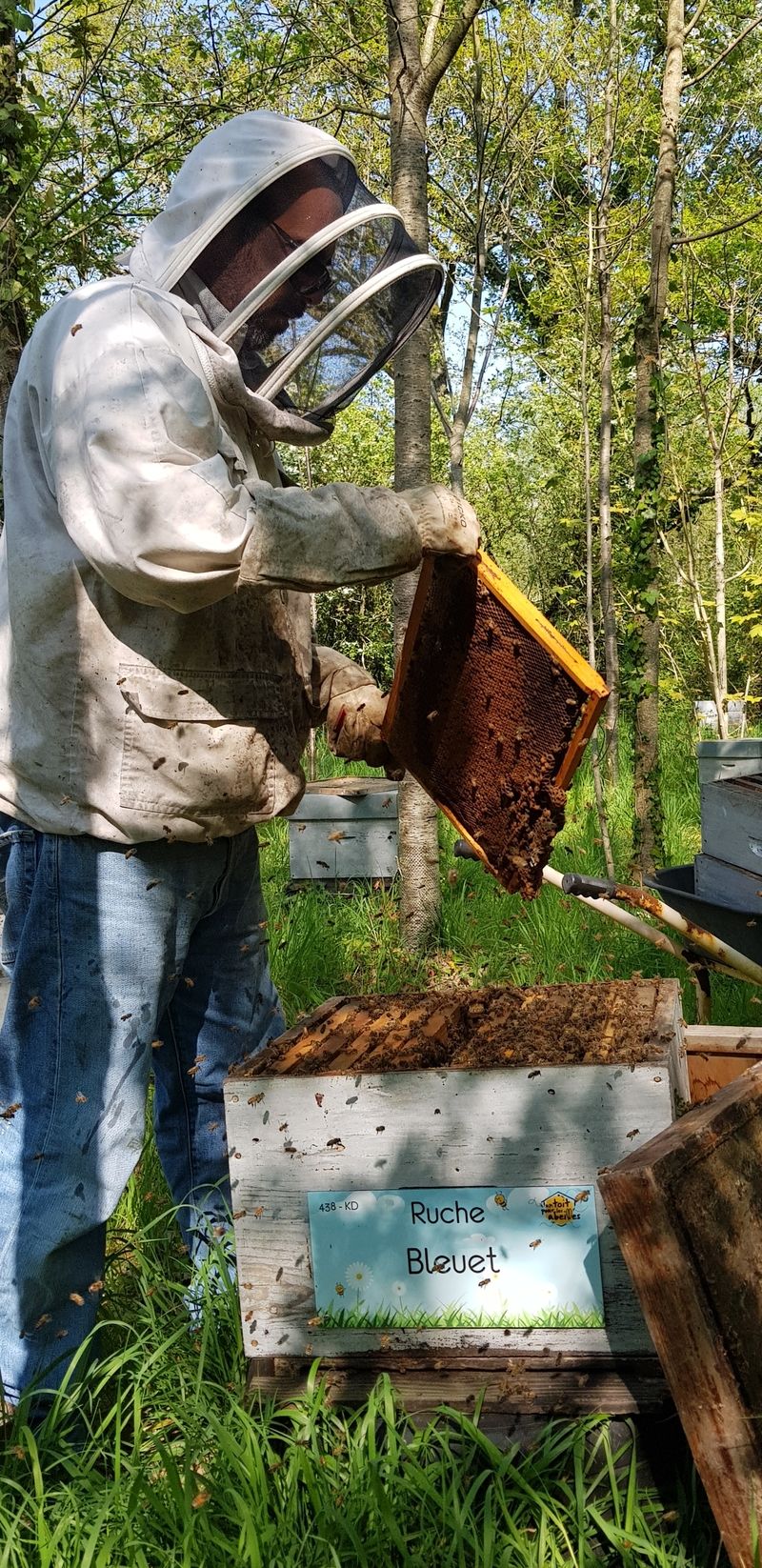 La ruche Bleuet