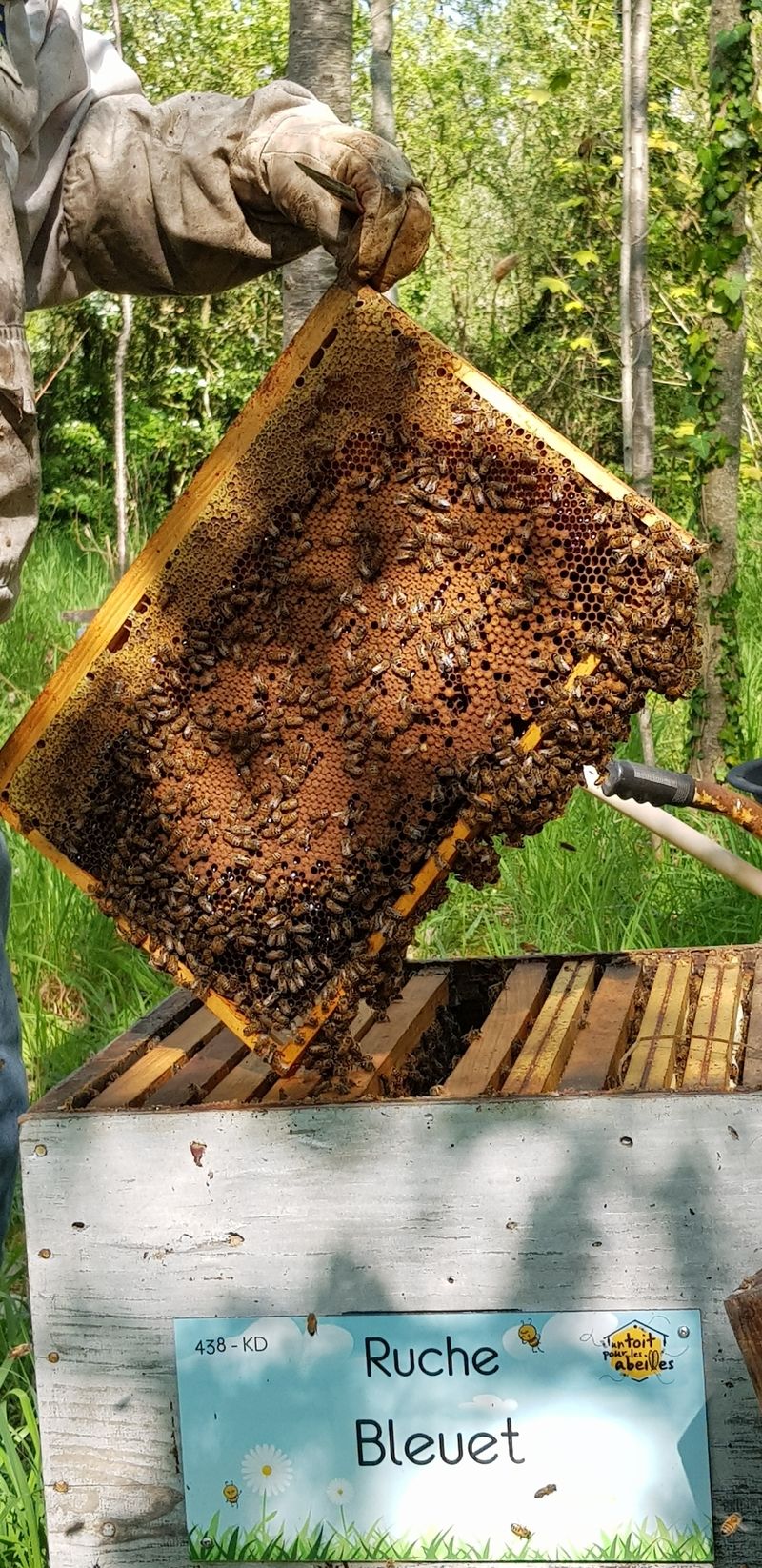 La ruche Bleuet