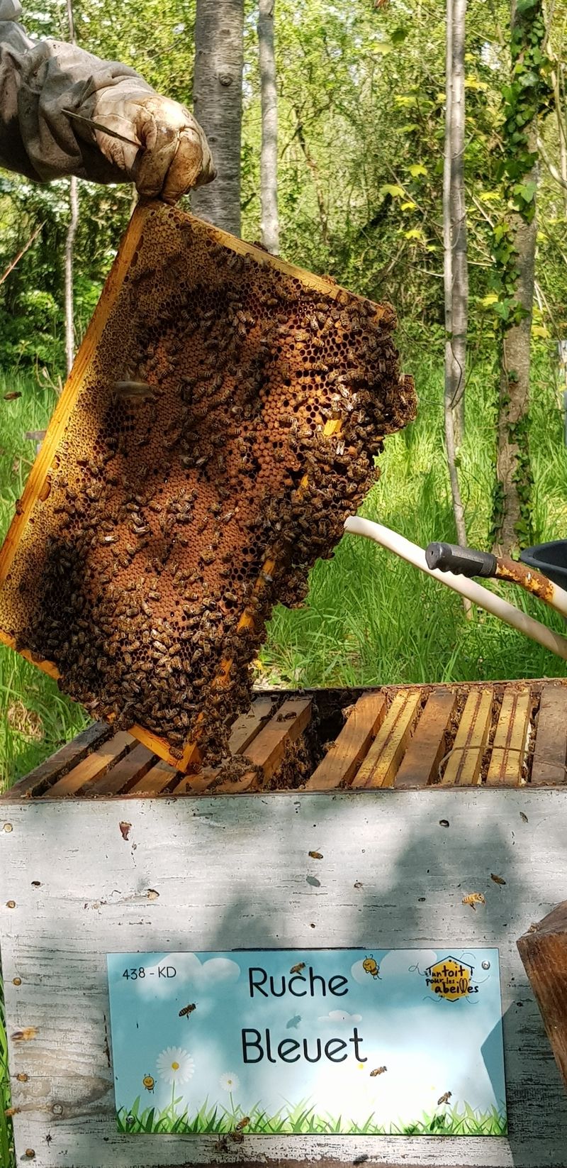 La ruche Bleuet