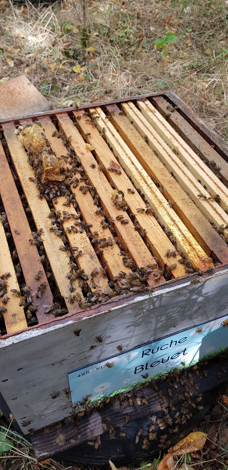 La ruche Bleuet