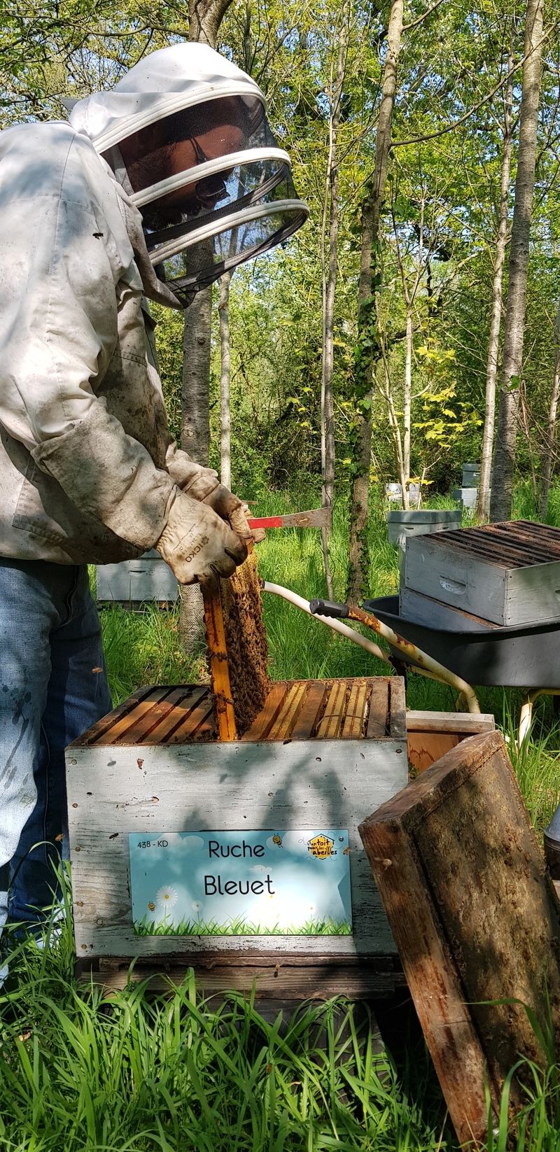 La ruche Bleuet