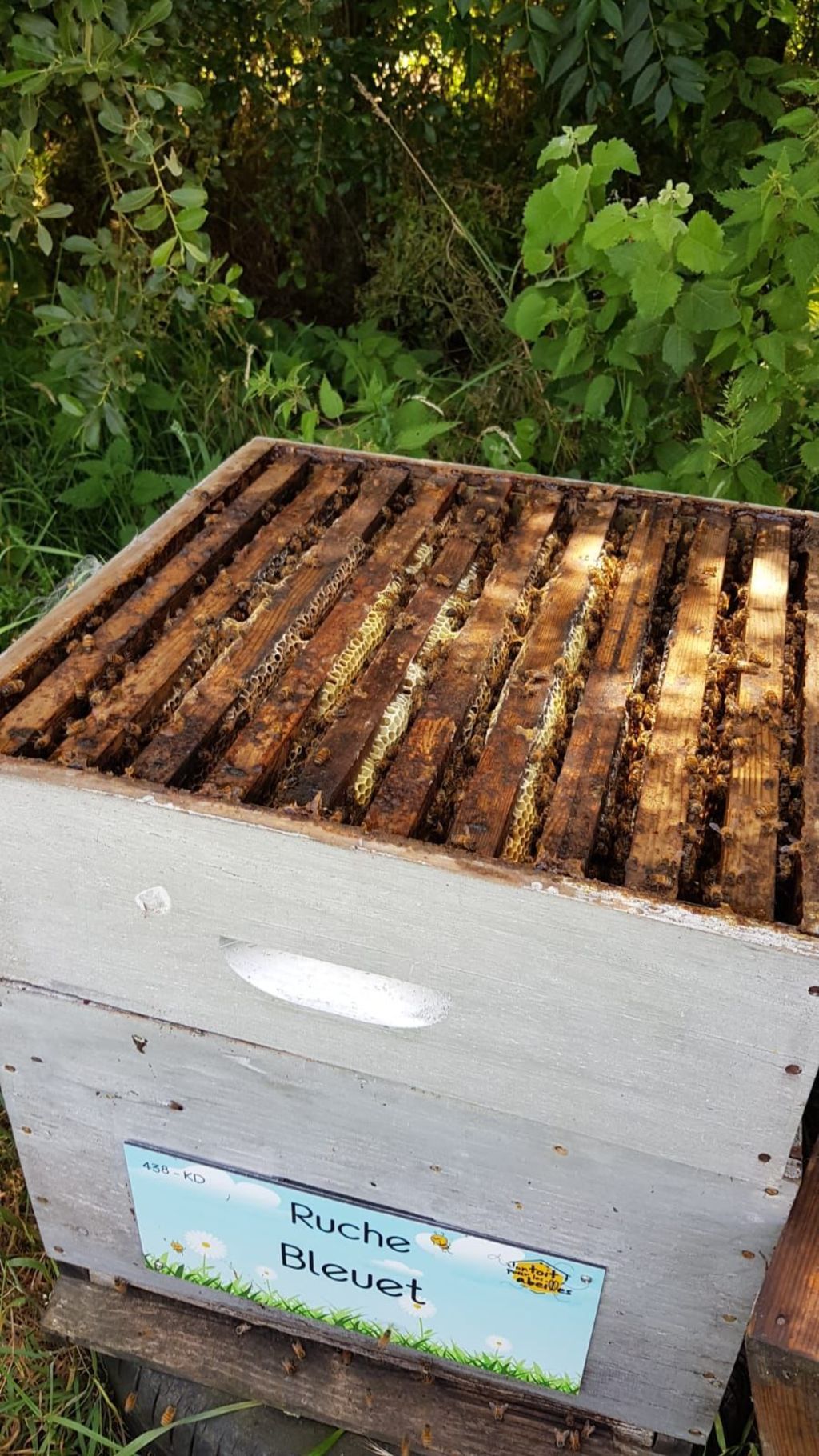 La ruche Bleuet