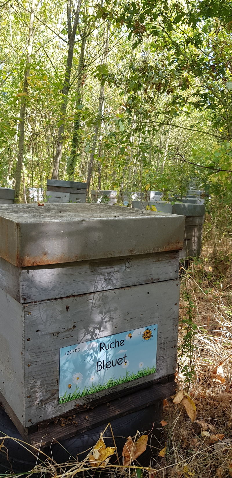 La ruche Bleuet