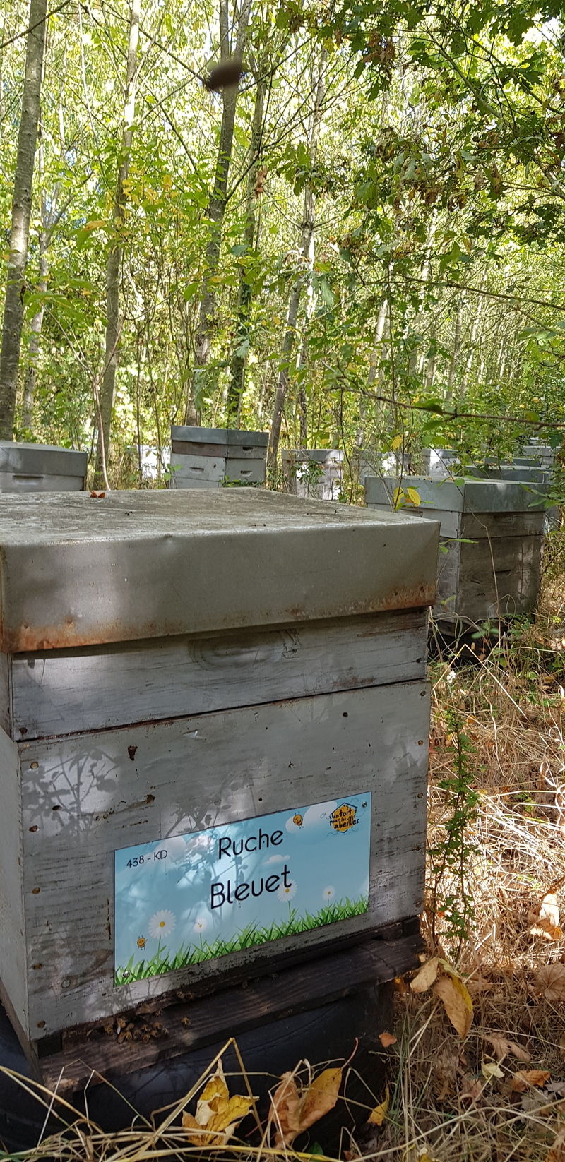 La ruche Bleuet
