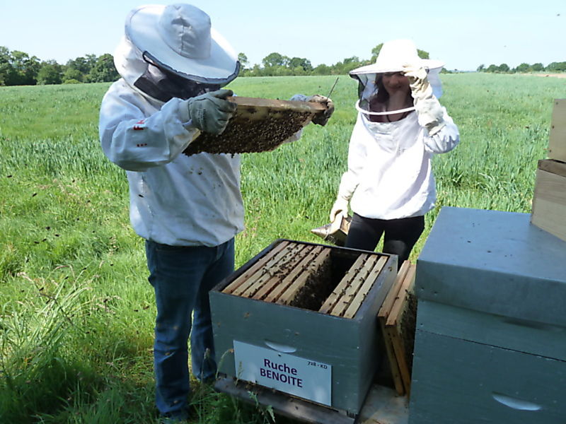 La ruche Benoite