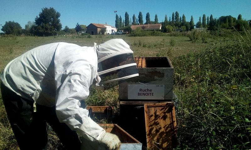 La ruche Benoite