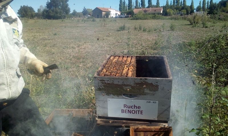 La ruche Benoite
