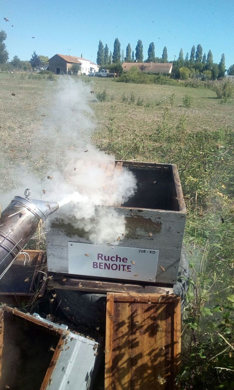 La ruche Benoite