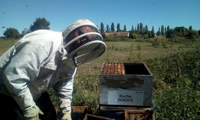 La ruche Benoite