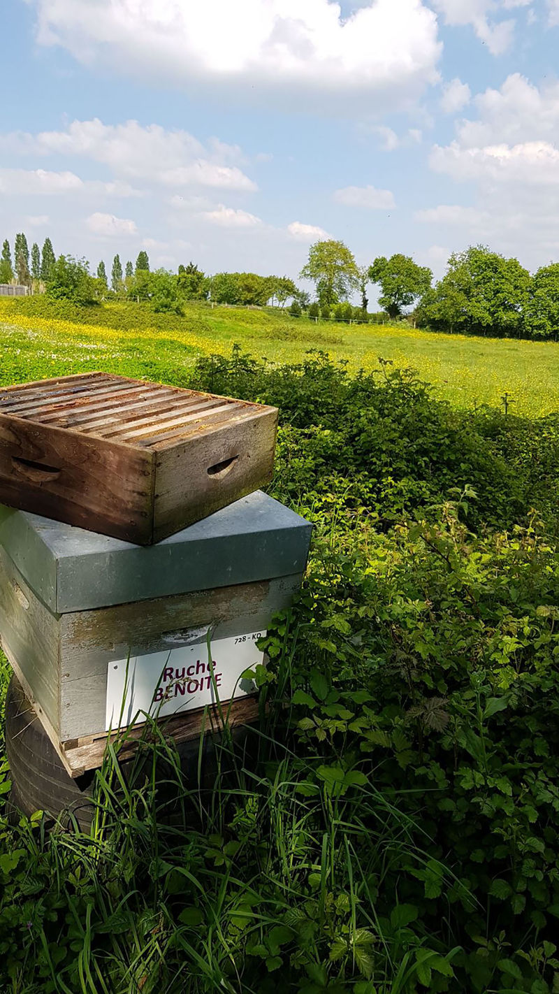 La ruche Benoite