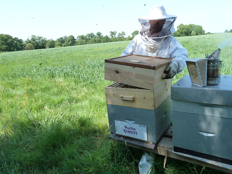 La ruche Benoite