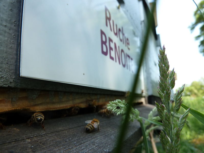 La ruche Benoite