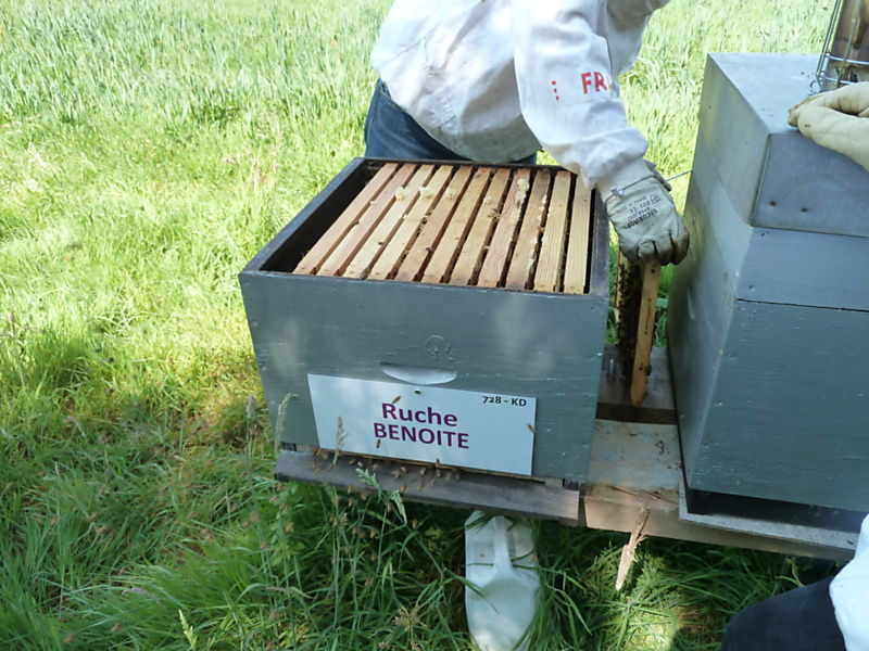 La ruche Benoite
