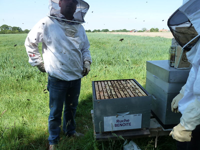La ruche Benoite