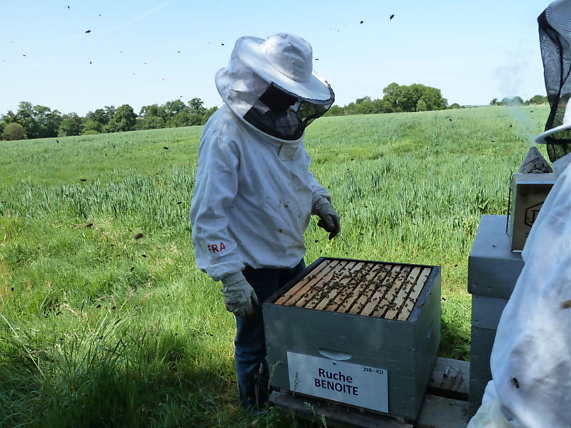 La ruche Benoite