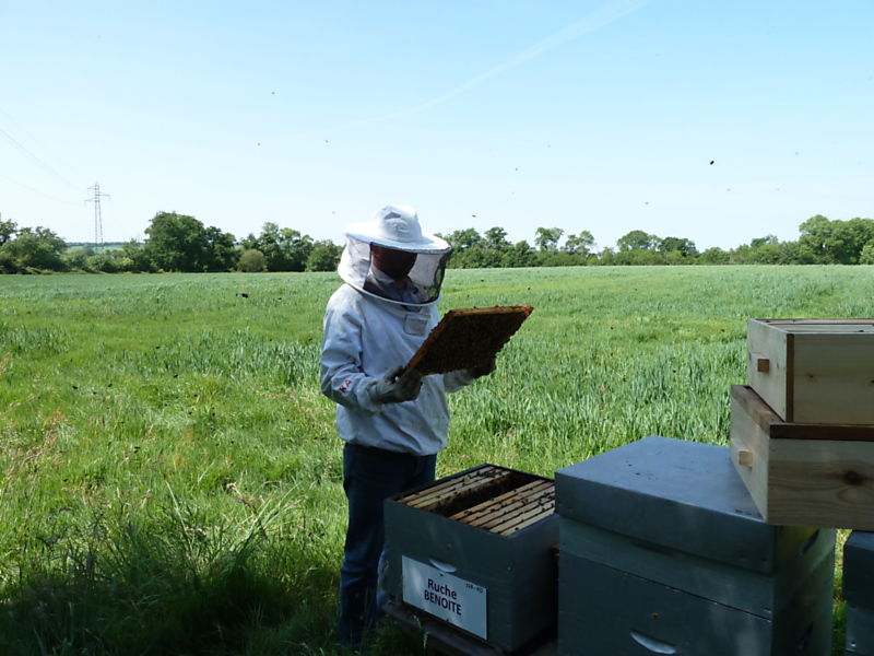 La ruche Benoite