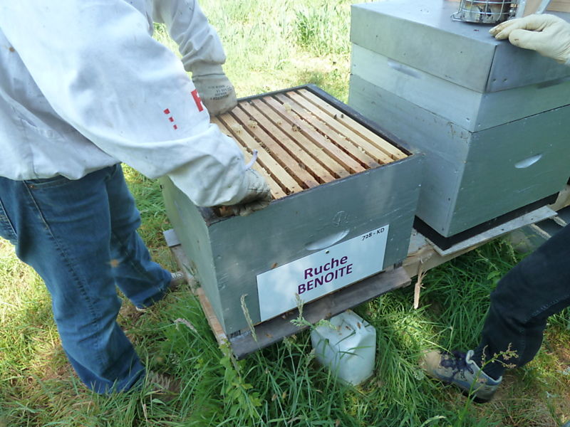 La ruche Benoite