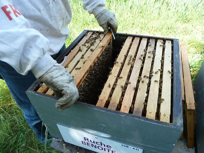 La ruche Benoite