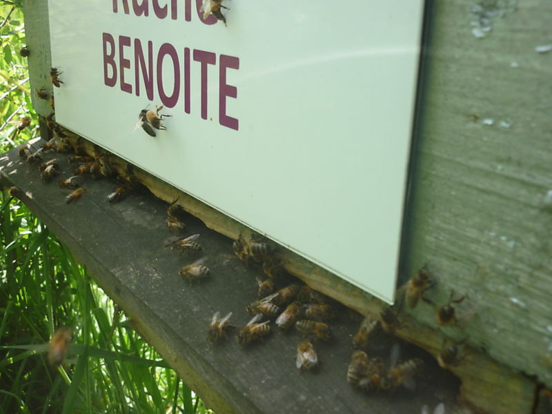 La ruche Benoite