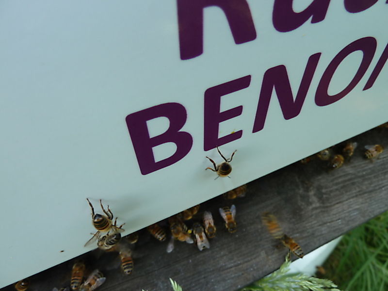 La ruche Benoite