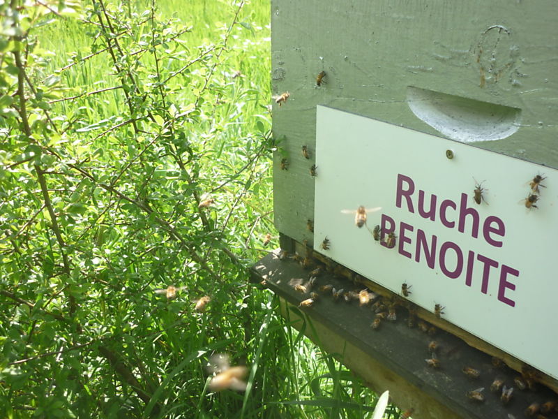 La ruche Benoite