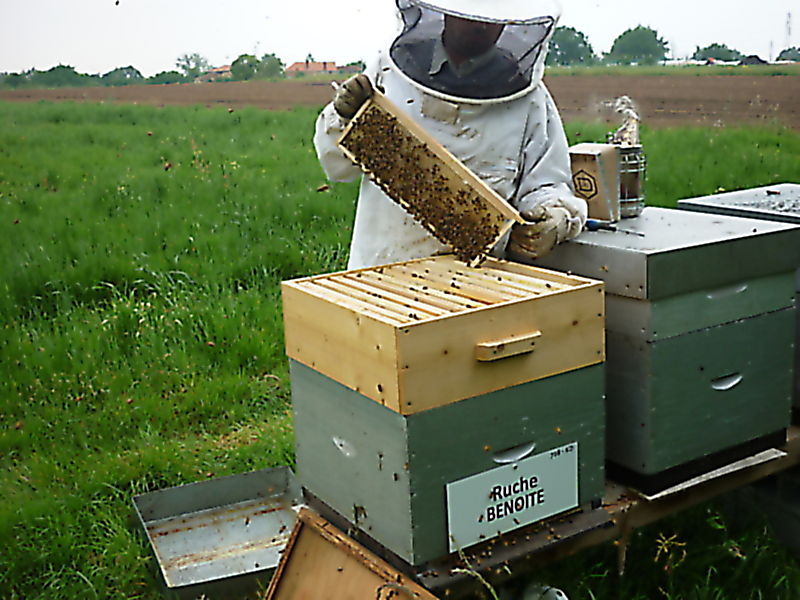 La ruche Benoite