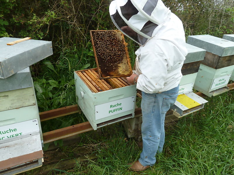 La ruche Puffin