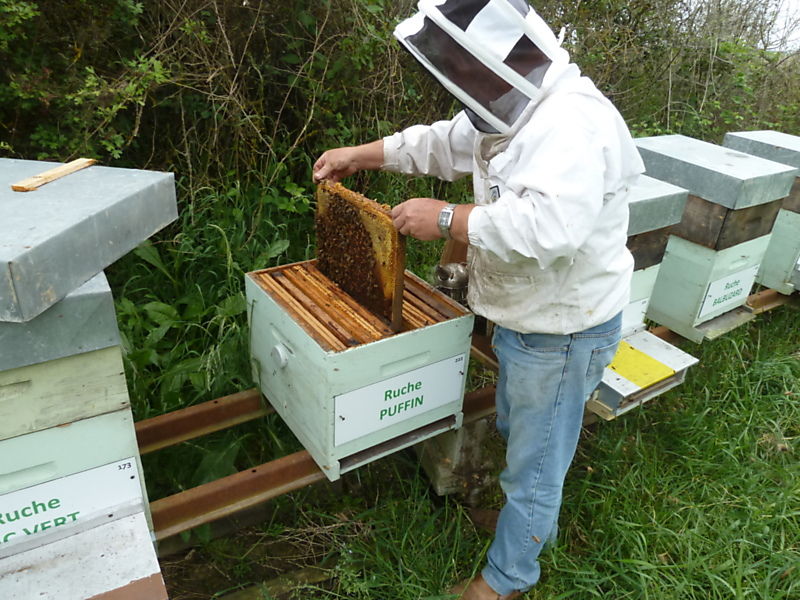 La ruche Puffin