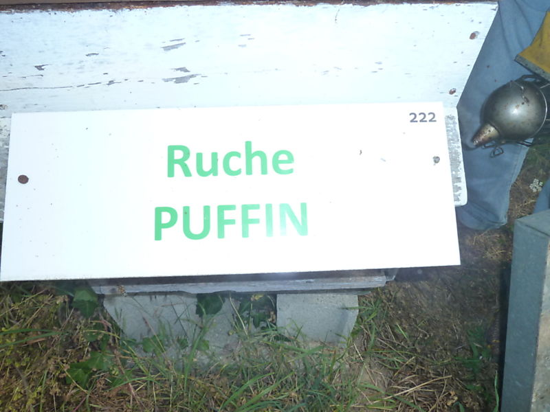 La ruche Puffin