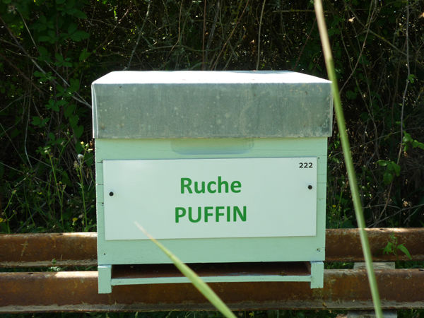 La ruche Puffin