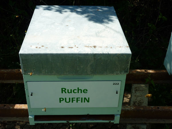 La ruche Puffin