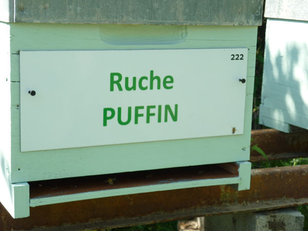 La ruche Puffin