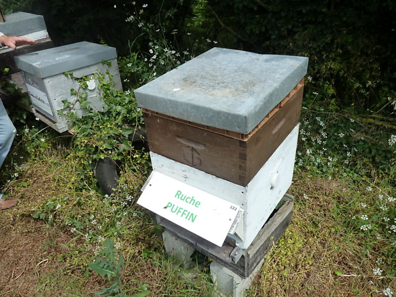 La ruche Puffin