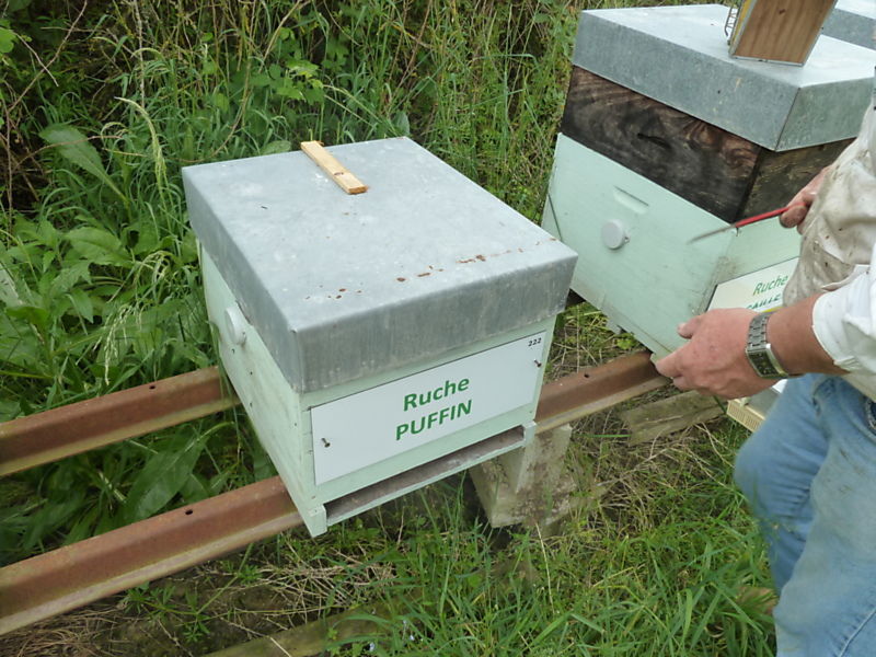 La ruche Puffin
