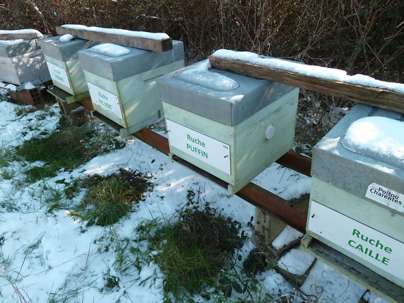 La ruche Puffin