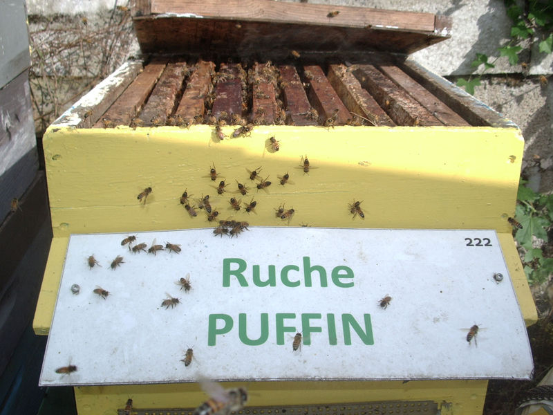 La ruche Puffin