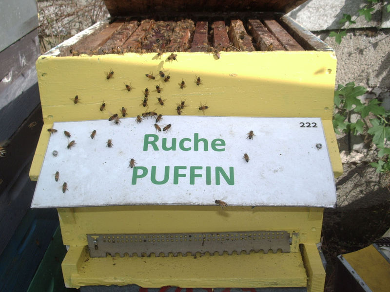 La ruche Puffin