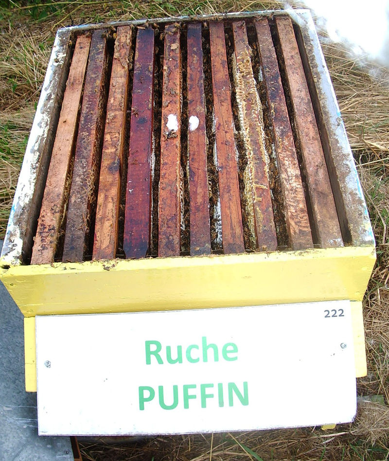 La ruche Puffin