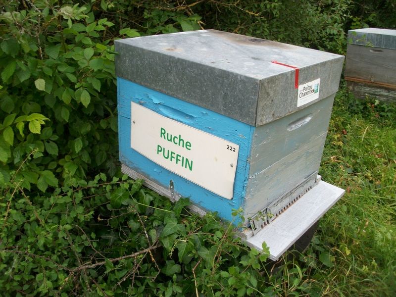 La ruche Puffin