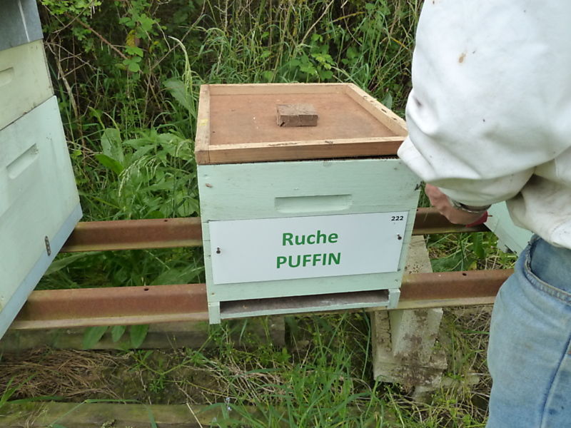 La ruche Puffin