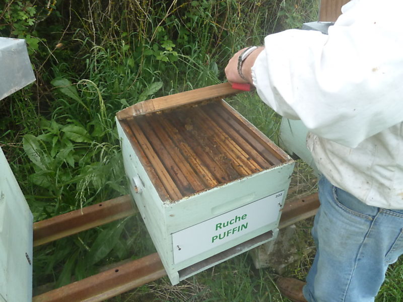 La ruche Puffin