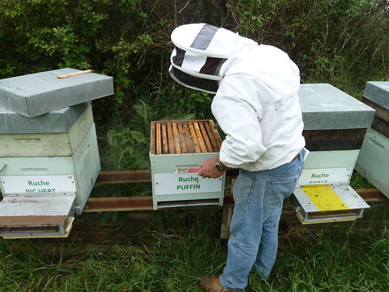 La ruche Puffin