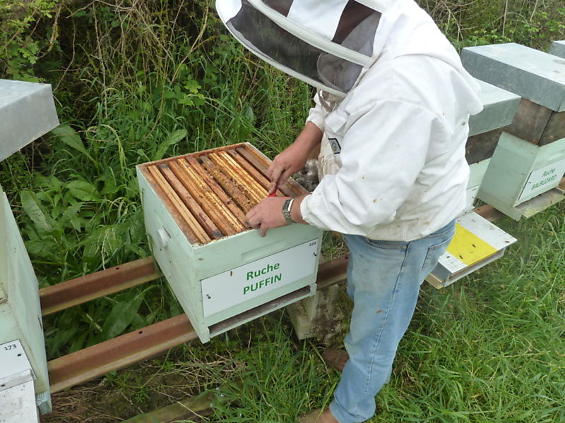 La ruche Puffin