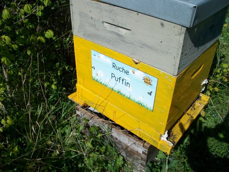 La ruche Puffin