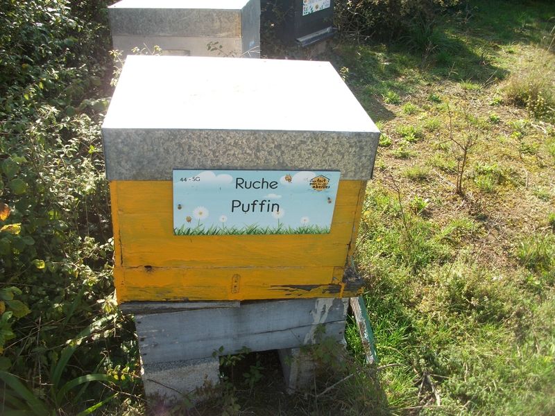 La ruche Puffin