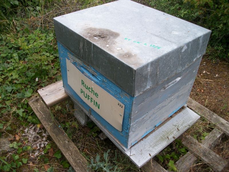 La ruche Puffin