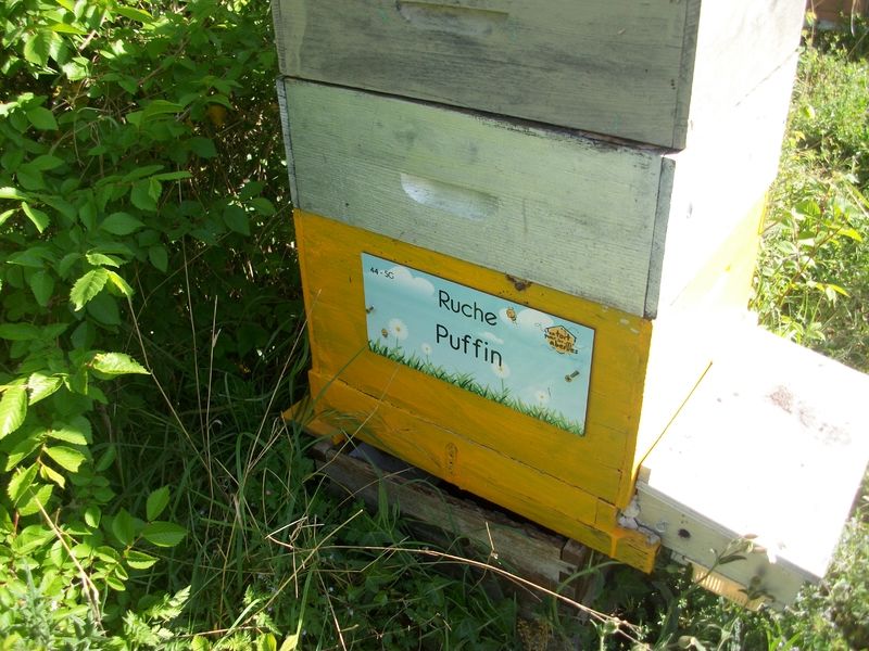 La ruche Puffin