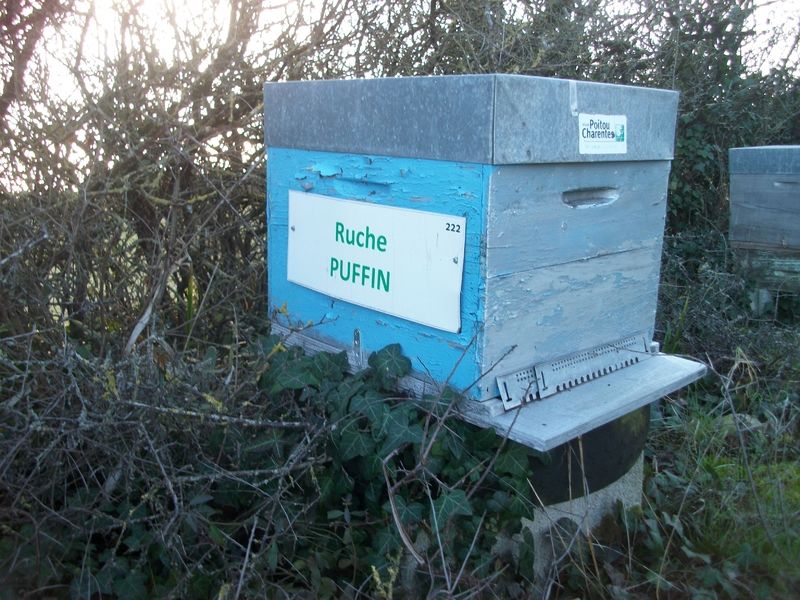 La ruche Puffin
